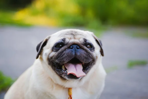 Funny Pug — Stock Photo, Image