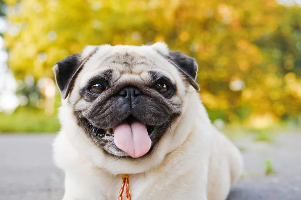 Piccolo carlino divertente — Foto Stock