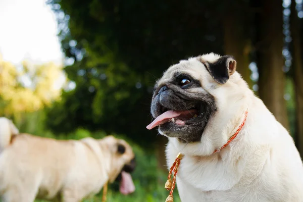 Divertidos Pugs — Foto de Stock