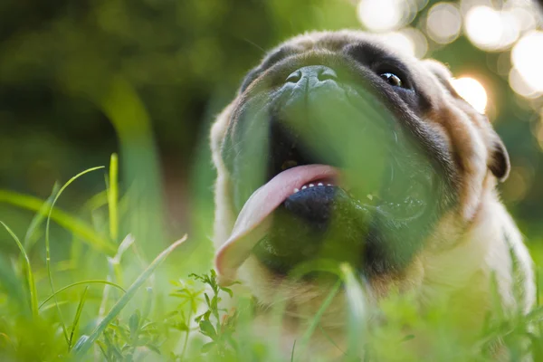 Grappige mopshond — Stockfoto