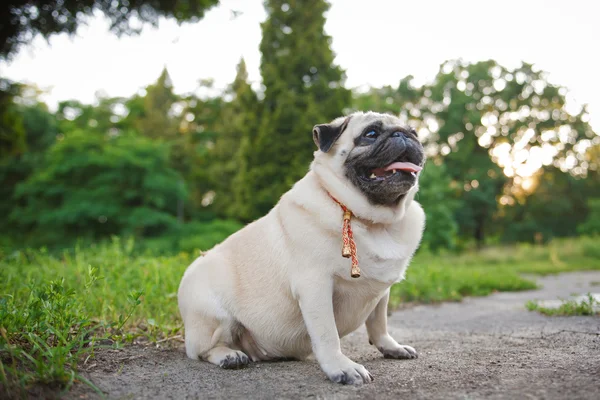 Funny Pug — Stock Photo, Image