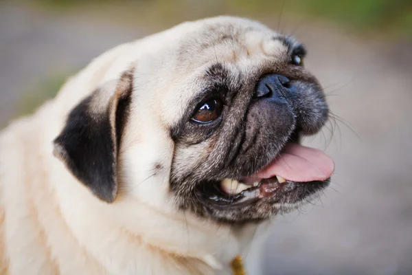 Küçük şişman pug — Stok fotoğraf