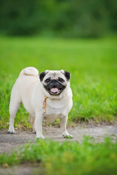 Weinig grappige pug — Stockfoto