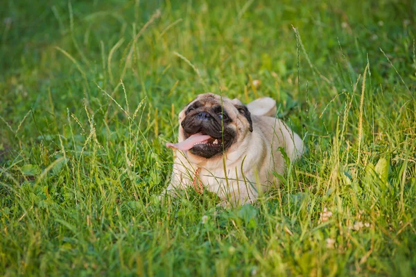 Lite rolig mops — Stockfoto