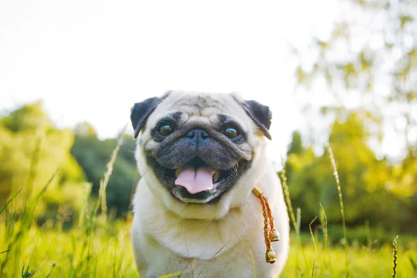 Pequeño pug divertido —  Fotos de Stock