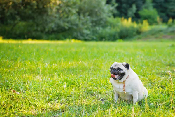 Weinig grappige pug — Stockfoto