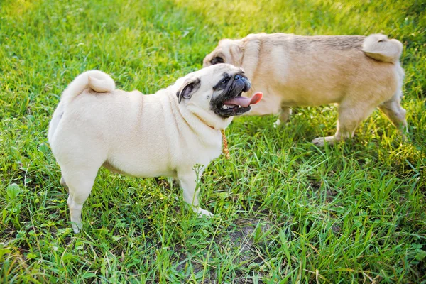 Weinig grappige pug — Stockfoto