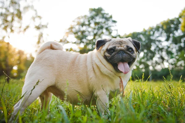 Weinig grappige pug — Stockfoto