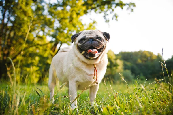 Little funny pug — Stock Photo, Image