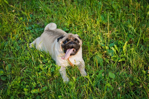 Sedikit lucu pug — Stok Foto