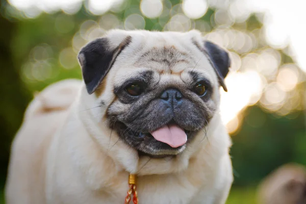 Little funny pug — Stock Photo, Image