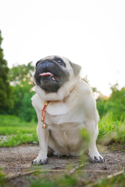 Pequeno pug engraçado — Fotografia de Stock