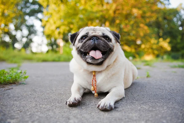 Little funny pug — Stock Photo, Image