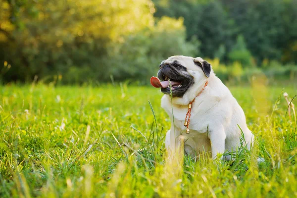 Bir çim üzerinde oturan küçük şişman pug