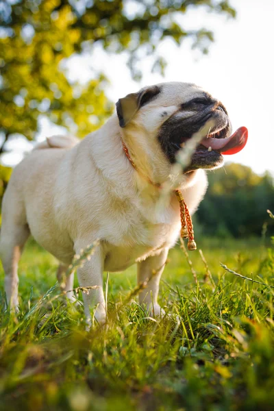 Pug engraçado andando em um parque de verão — Fotografia de Stock