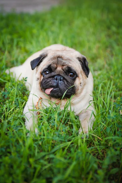 Grappige pug liggend op een gras — Stockfoto