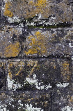 Eski bir taş duvar ile bir yosun ve liken bir parçası