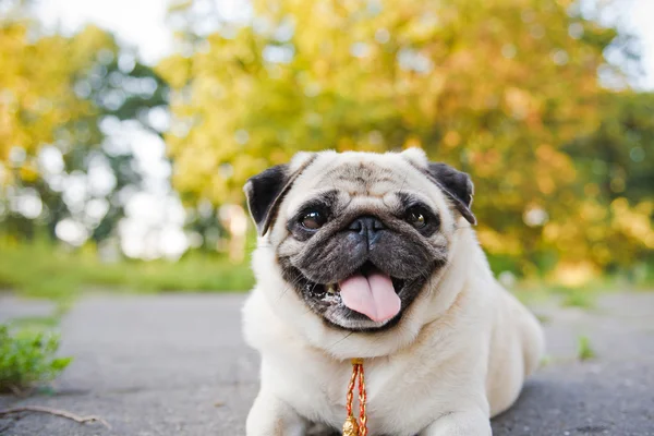 küçük komik pug