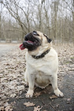 Komik açık kahverengi Pug