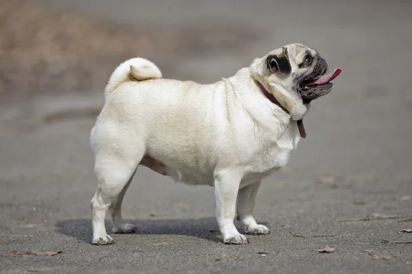 Komik açık kahverengi Pug