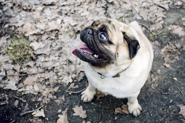 Funny Fawn Pug — Stok Foto