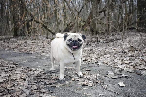 Funny Fawn Pug — Stok Foto