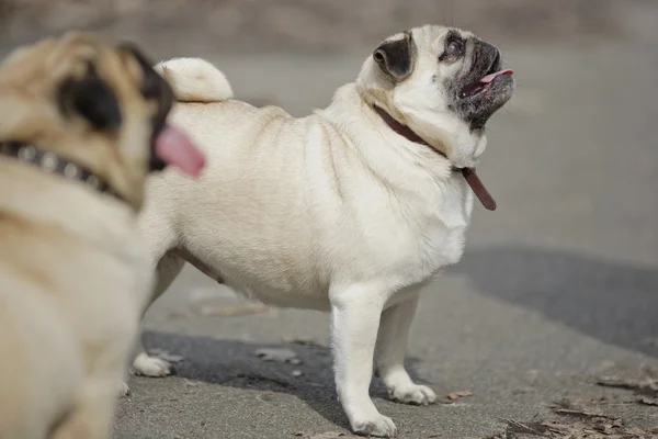 İki komik açık kahverengi Pugs