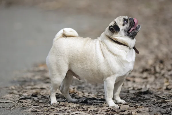 Weinig grappige pug — Stockfoto