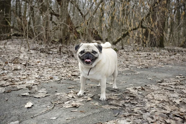 Lilla mops promenader — Stockfoto