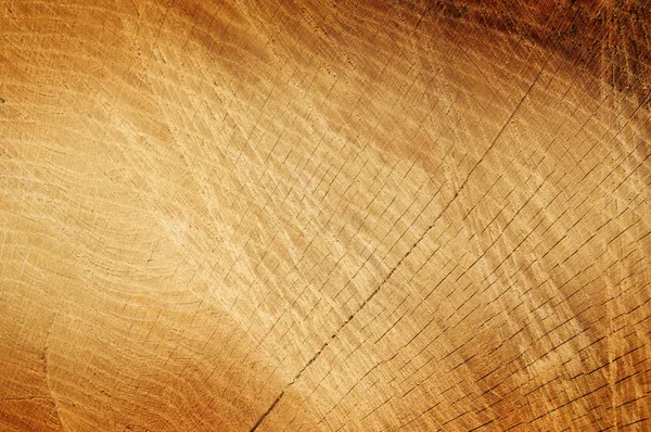 Текстура ствола дерева — стоковое фото