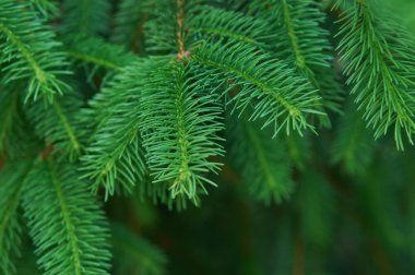 Yılbaşı çam ağacı