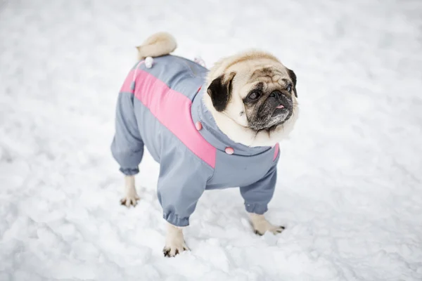 küçük komik pug