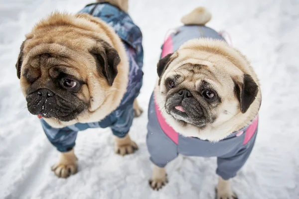 Kışın iki küçük pugs