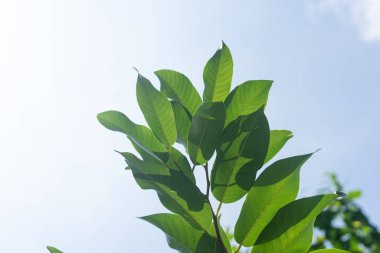 Ağacın tepesindeki yeşil yapraklar gökyüzüne karşı