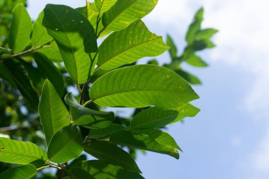 Ağacın tepesinde yeşil yapraklar