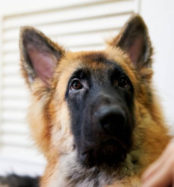 Köpeğin bir şeye bakarken fotoğrafı.