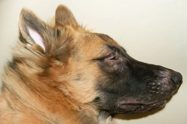 German shephred dog head sleep on floor top view with copyspace