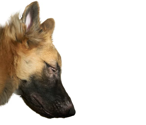 Alman çoban köpeği kafası yerde uyur. Kopyalama uzayı ile beyaz üst görüntüde izole edilir.