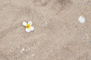 Kumsaldaki Plumeria Çiçeği