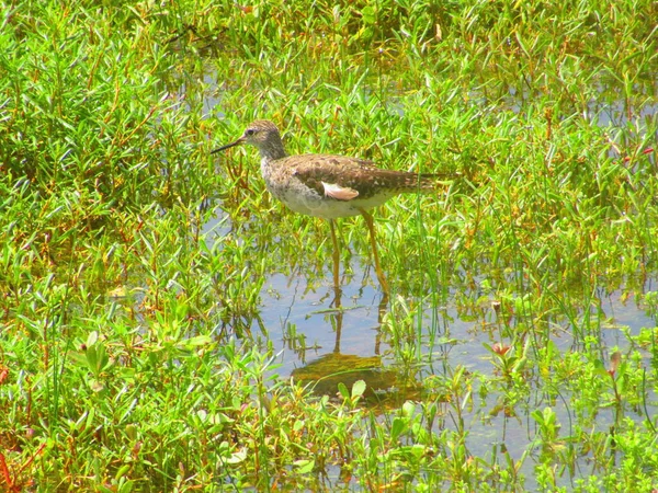 Ein Kleiner Brauner Vogel Jagt Einem Teich — Stockfoto