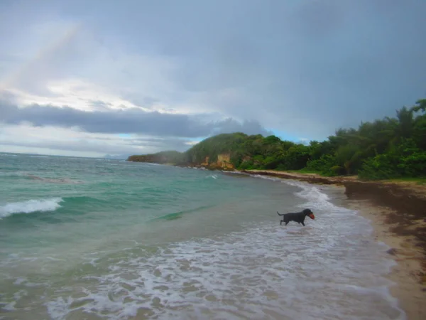 Ein Hund Kommt Unter Wolkenverhangenem Himmel Aus Dem Meer — Stockfoto