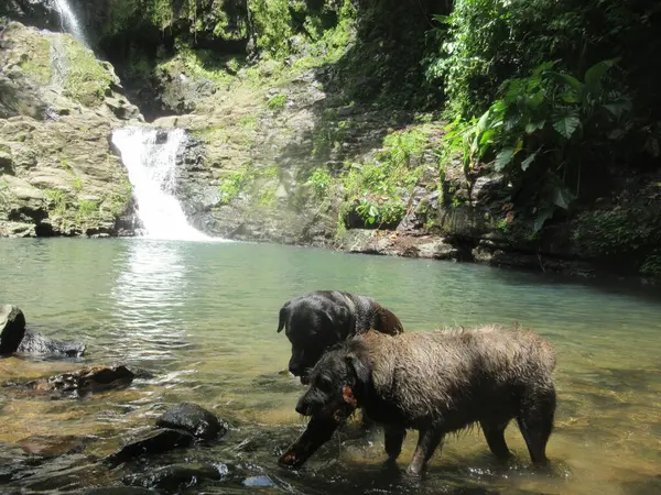 小さな湖と美しい滝の前で2匹の犬が遊ぶ — ストック写真