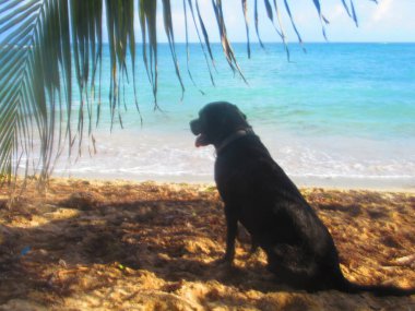 Beyaz kumsaldaki hindistan cevizi ağaçlarının altında turkuaz denizin önünde oturan güzel siyah bir köpek.
