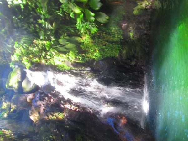 Una Cascada Medio Del Exuberante Bosque Tropical Cae Pequeño Lago — Foto de Stock