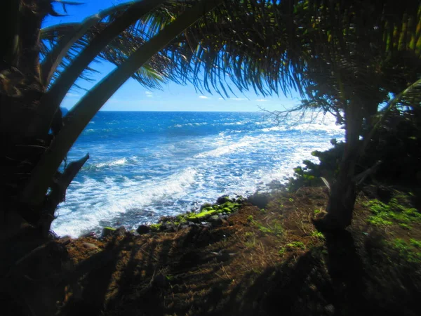 在棕榈树后面 是蓝色的大海和一个遥远的岛屿 — 图库照片