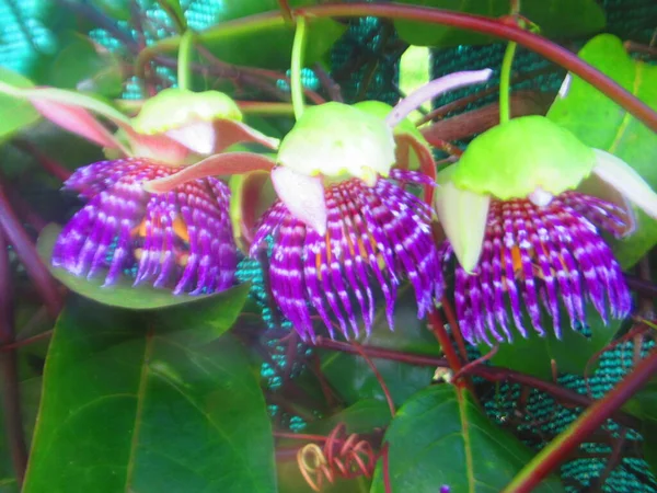 Три Фиолетовых Белых Тропических Цветка — стоковое фото