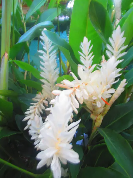 Grandes Fleurs Tropicales Blanches — Photo