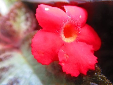 İzole edilmiş küçük kırmızı bir çiçek