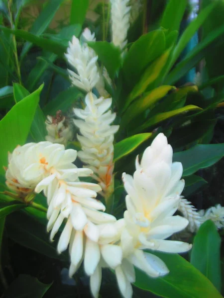 Grandes Fleurs Tropicales Blanches Leur Feuillage — Photo