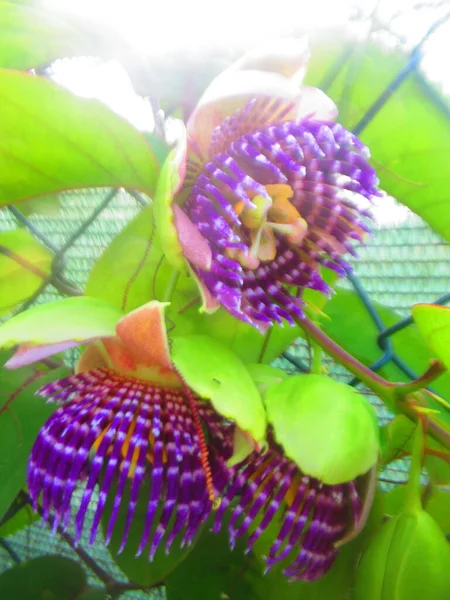 Grupo Flores Tropicais Roxas — Fotografia de Stock